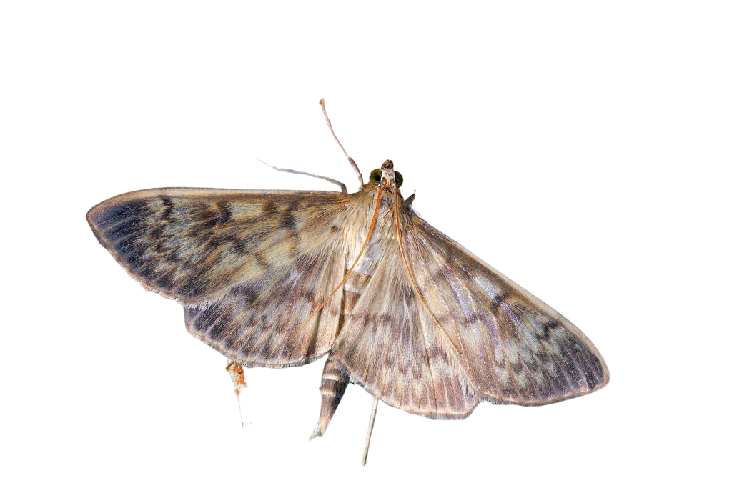 Comment se débarrasser des mites sans s'intoxiquer