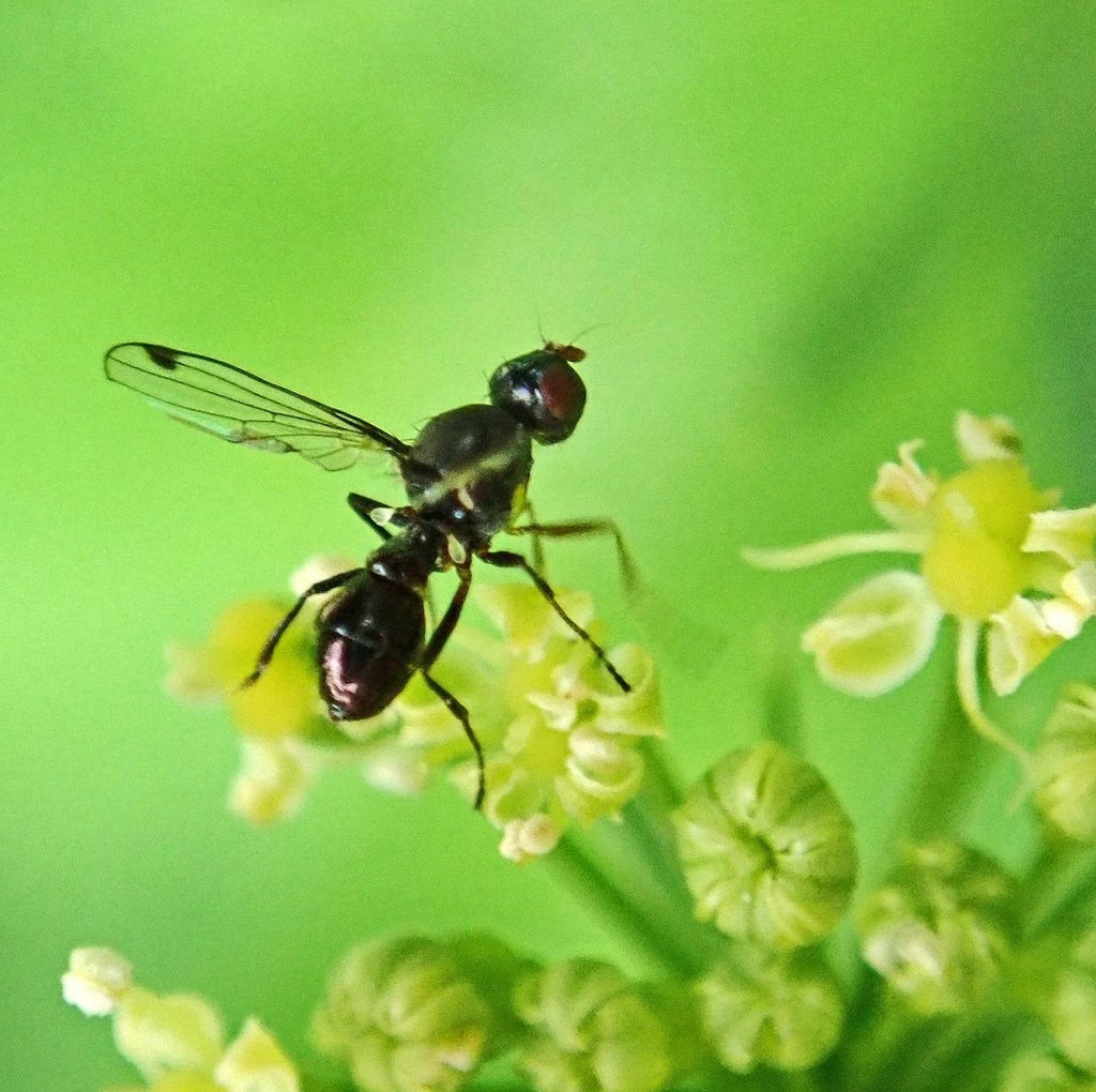 Les fourmis volantes