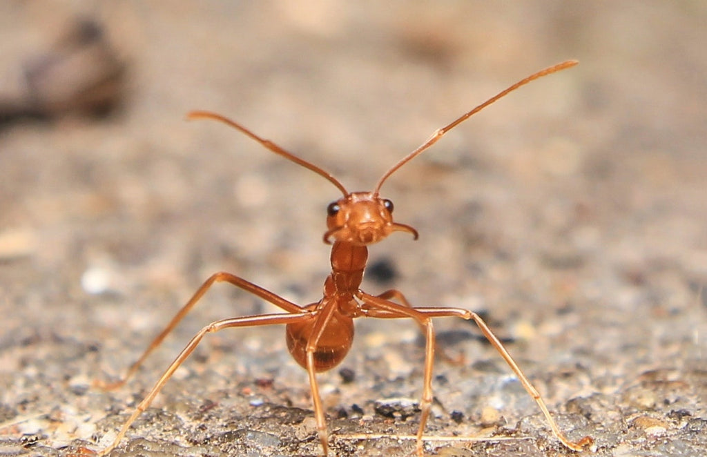 Aérosol terre de diatomée anti-cafards punaises fourmis