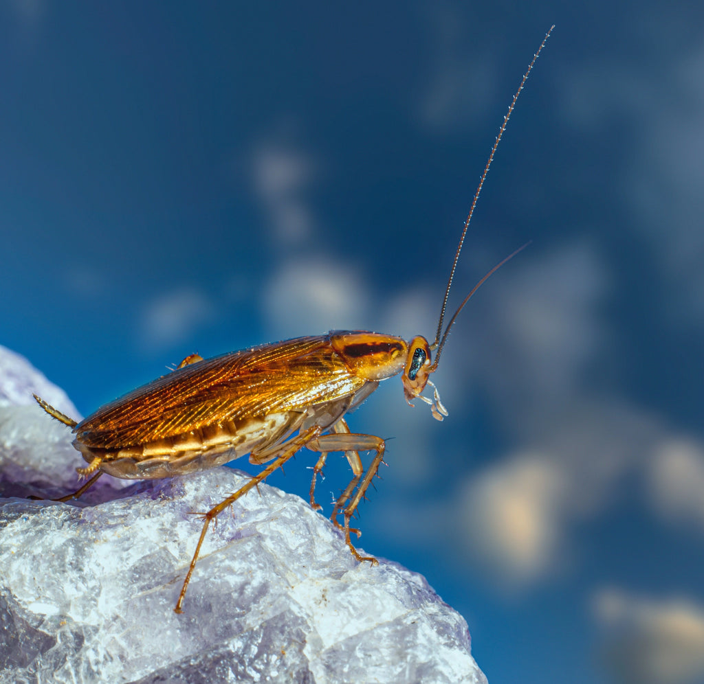 Les conseils d'un expert pour se débarrasser des blattes et des cafards