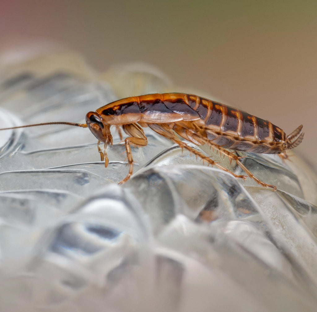 Le chauffage central réveille les cafards