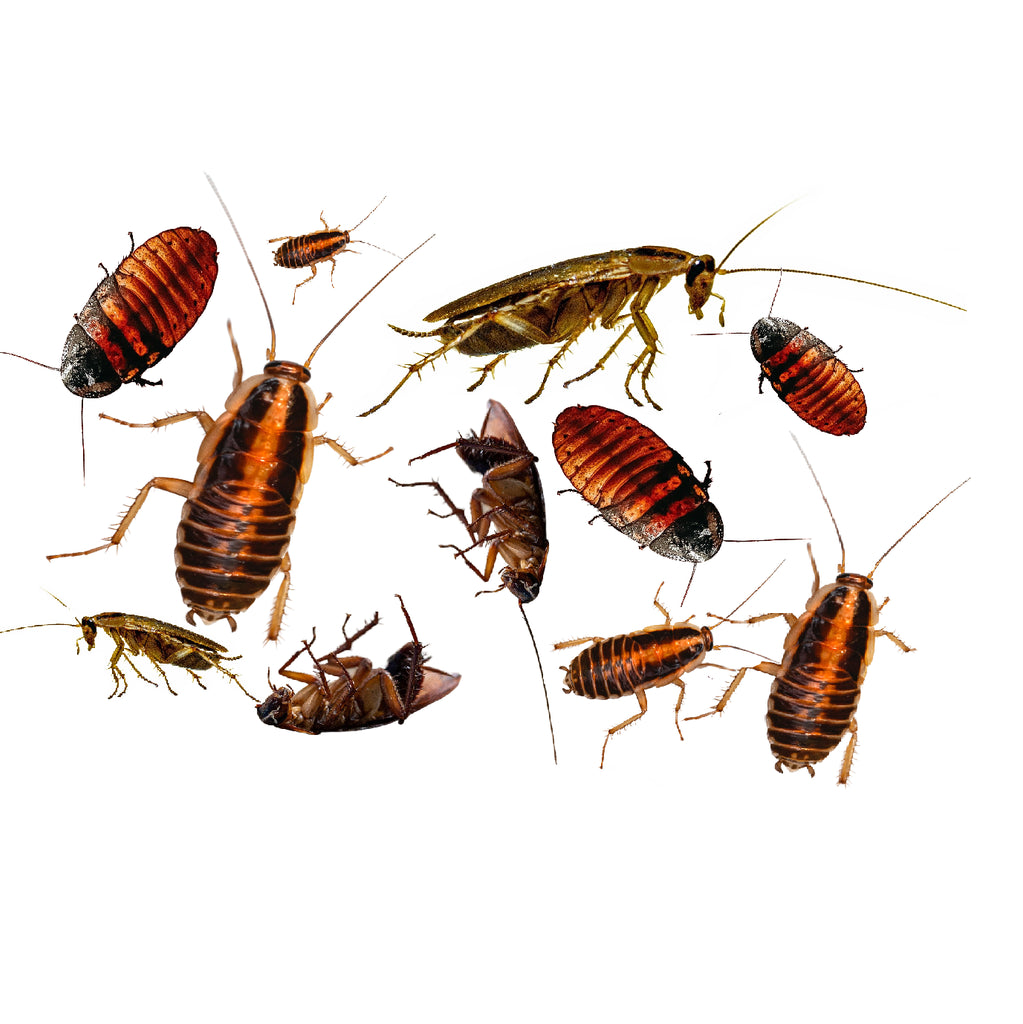 Comment se débarrasser des cafards et des blattes sans s'intoxiquer ?