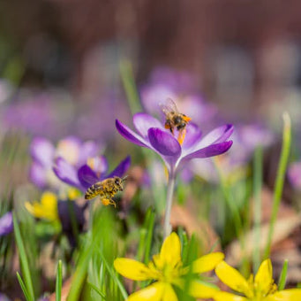 Bees or wasps in my lawn