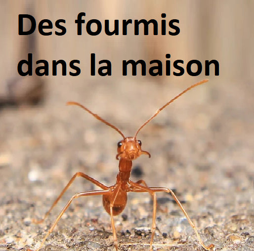 Comment se débarrasser des fourmis dans la maison