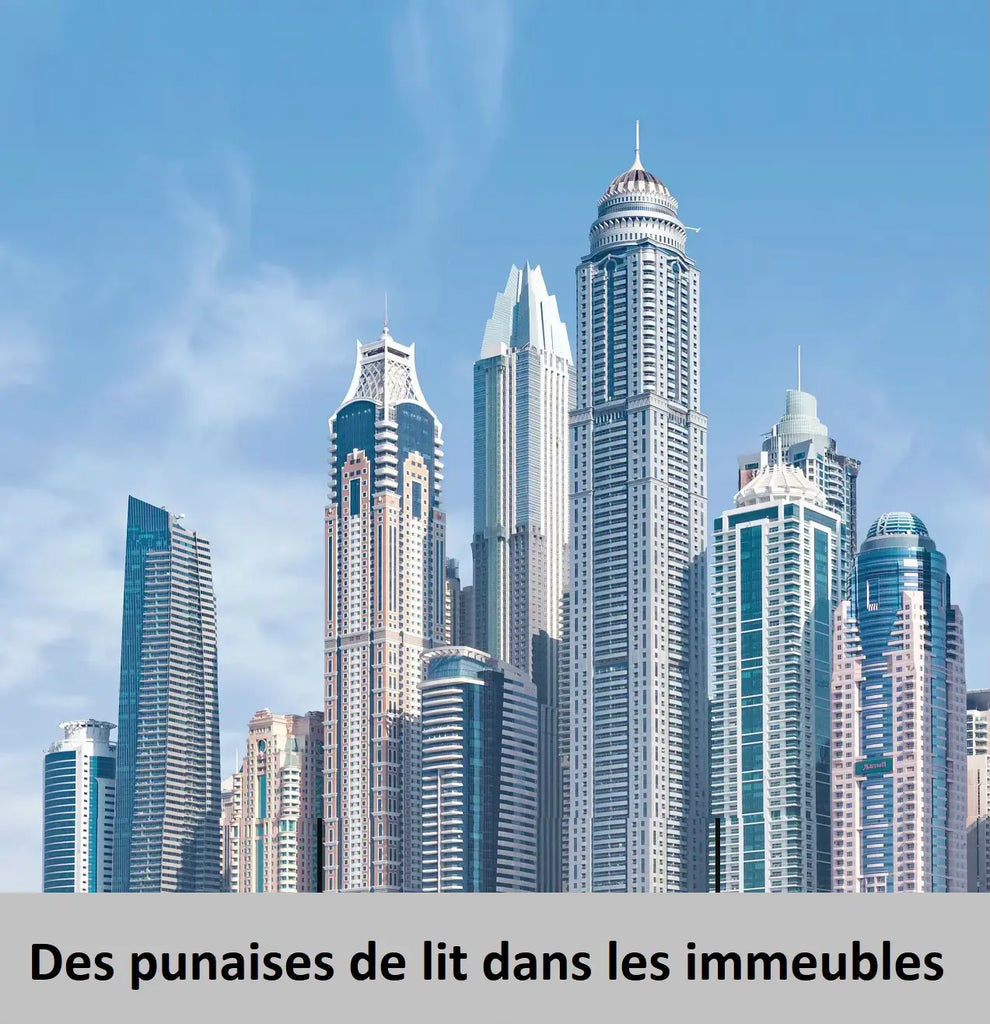 Infestation de punaises de lit dans l’immeuble