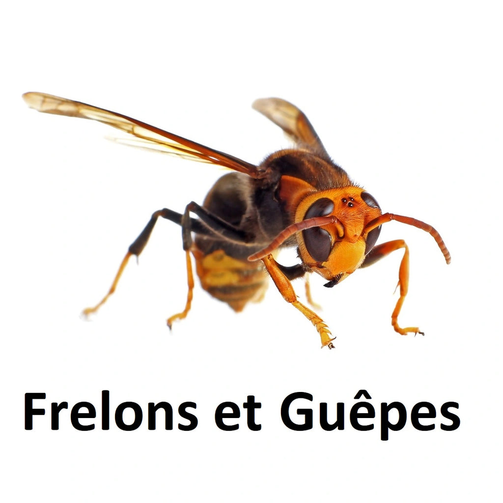 Destroy nests and swarms of hornets and wasps