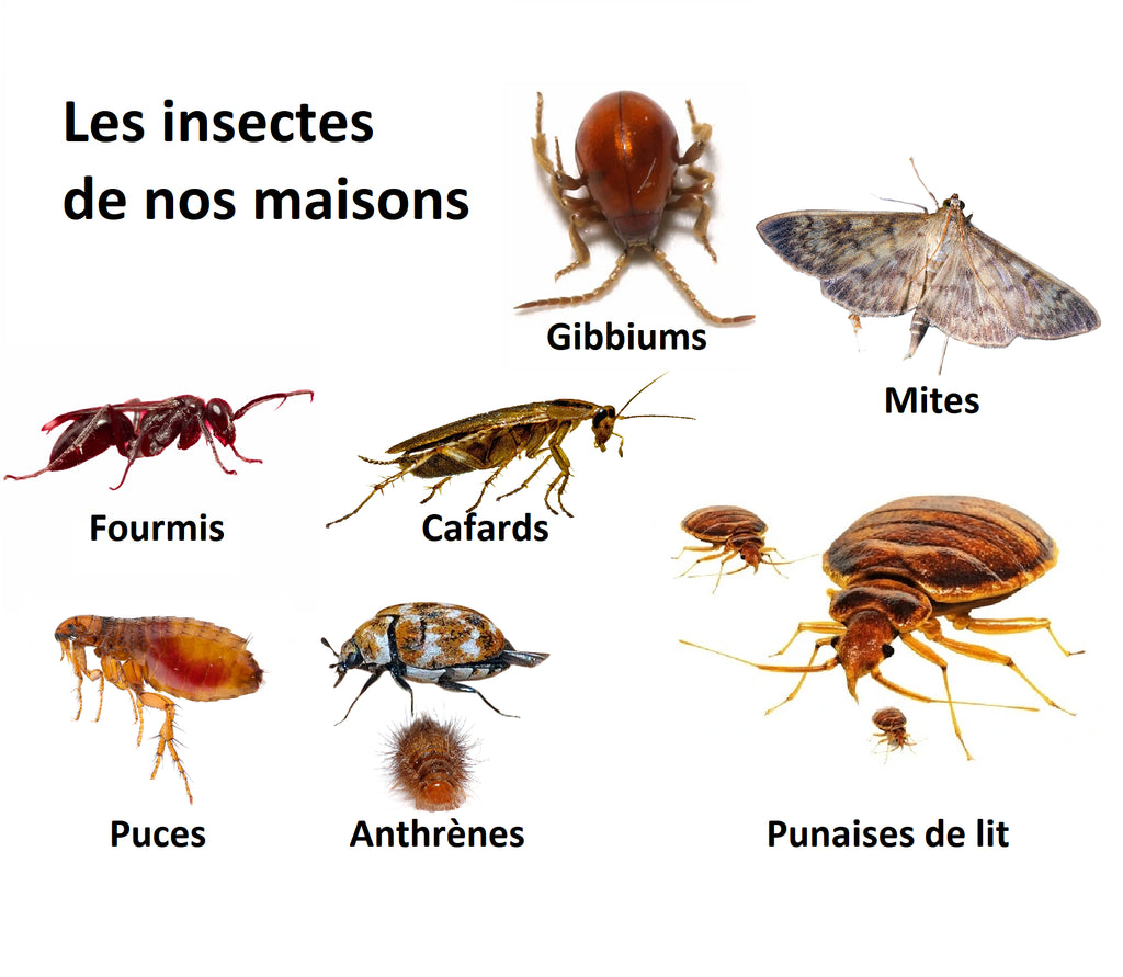 Comment se débarrasser des insectes dans la maison