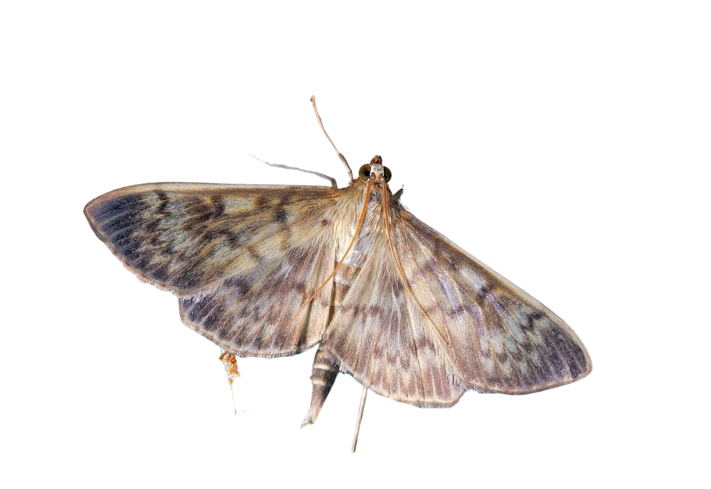 How to Get Rid of Moths Without Getting Poisoned