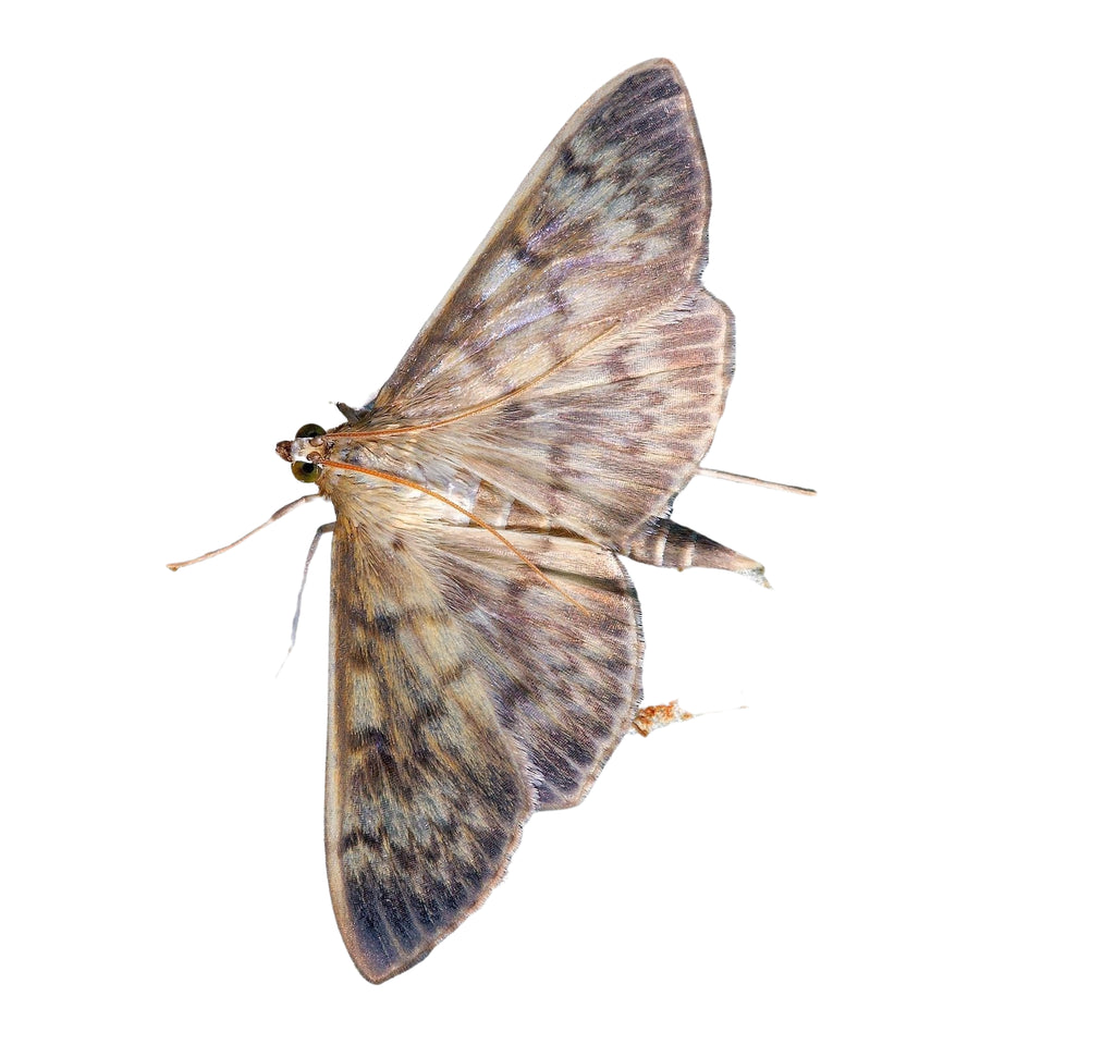 Holes in clothes, but no moths?