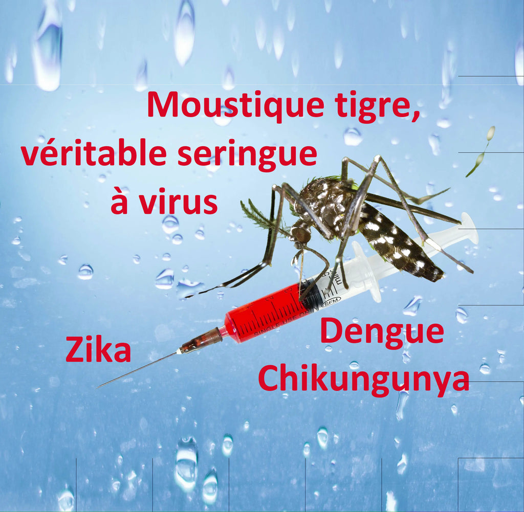 Moustique tigre : tout savoir sur les maladies qu'il transmet