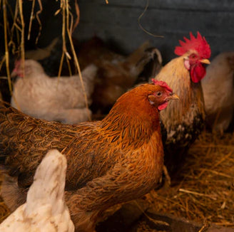 How to protect your chickens from foxes and martens in an ecological way
