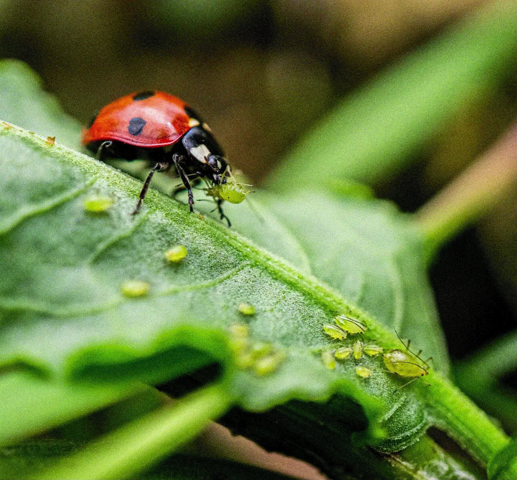 How to eliminate aphids without poisoning the bees.