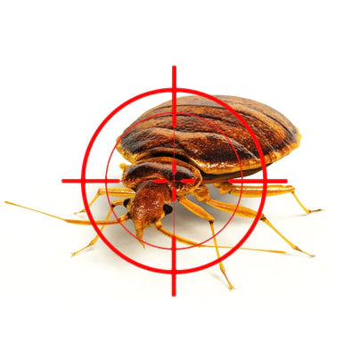 Punaises de lit, les conseils d'un droguiste