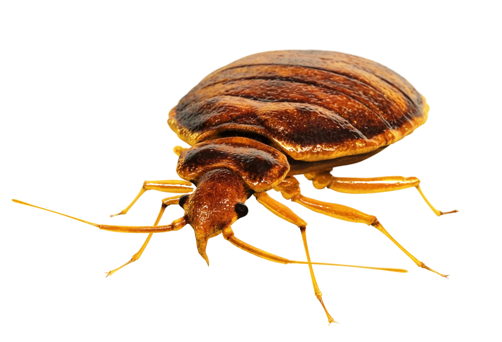 Comment se débarrasser des punaises de lit sans s'intoxiquer