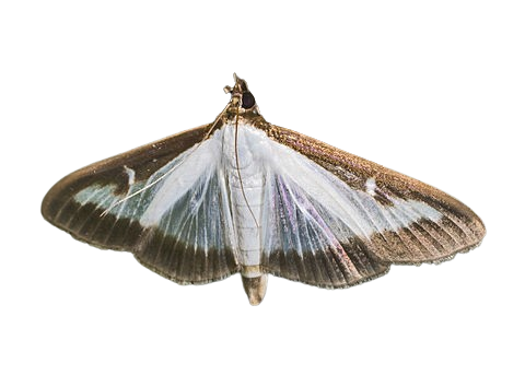 Box tree moths, yes, but by the thousands! 