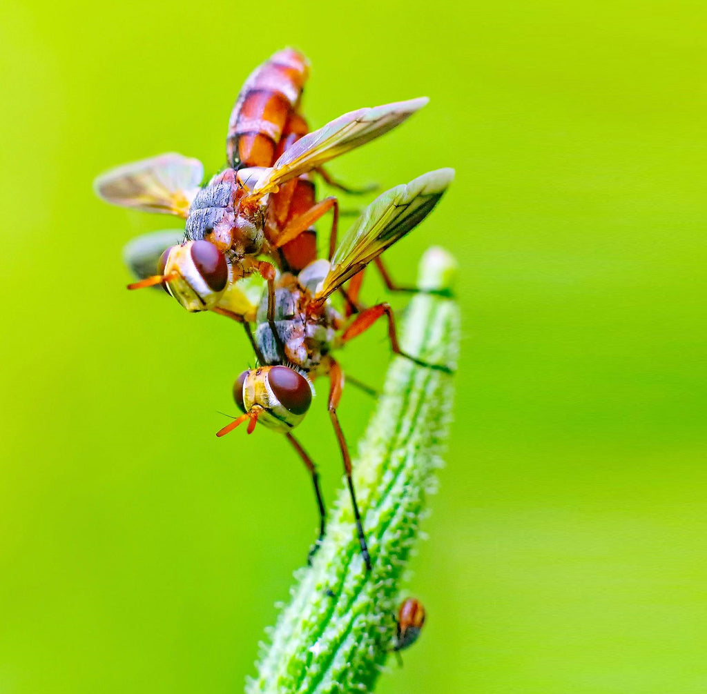 Le traitement anti insectes d'avant saison