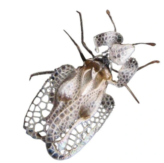 Plane tree tiger, bites and itching