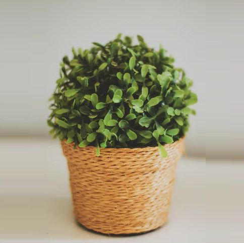 How to get rid of box tree moths without poisoning the bees