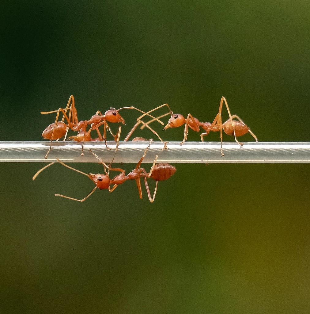 Des fourmis dans mon jardin